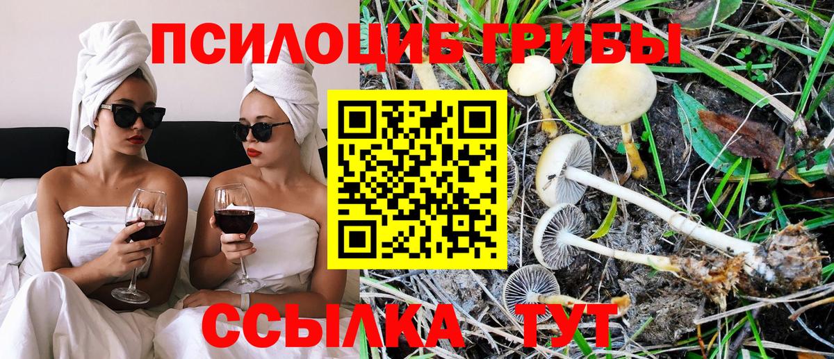 Асино  Псилоцибиновые грибы прущие грибы  Галлюциногенные грибы Cubensis  Вход с VPN 